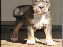 my dog