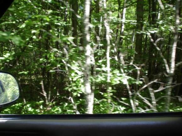 DSC05685the woods =)