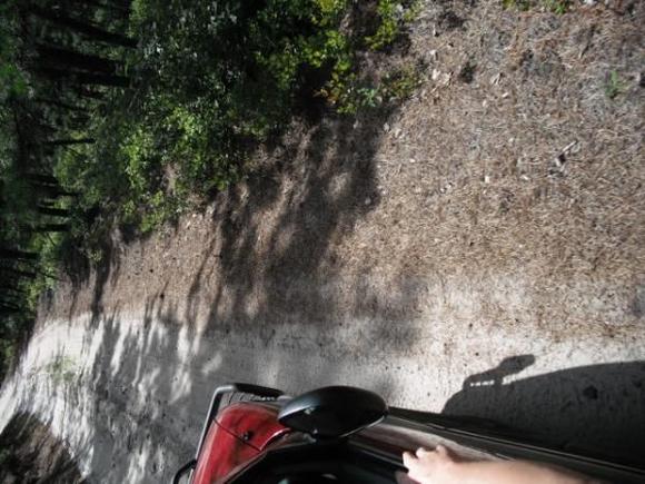 driving through the woods on a lovely day
