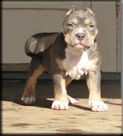 my dog