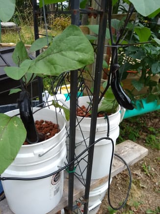 Asian aubergines/eggplants growing in Dutch buckets
