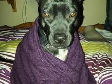 Sky the Staffy...