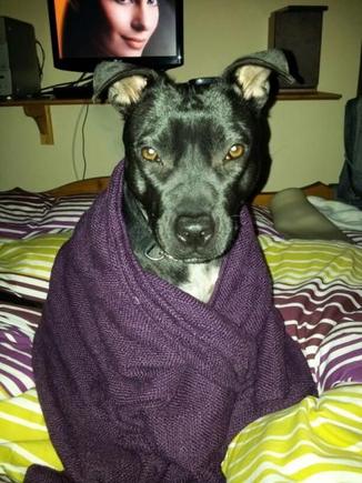 Sky the Staffy...
