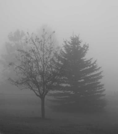 Foggy trees 1 web