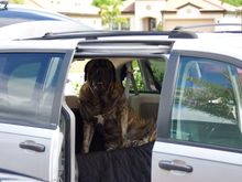 08 Dodge caravan and 3 yr old 200lbs English Mastiff named Lincoln