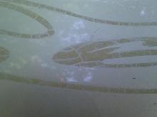 vinyl gone