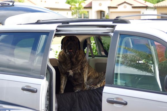 08 Dodge caravan and 3 yr old 200lbs English Mastiff named Lincoln