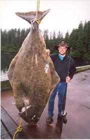 halibut