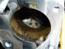 Here's a close up of the poor mouse.