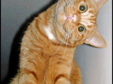 Kitty was watching Pastor Maldonado ruin another GP............