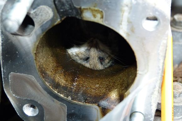 Here's a close up of the poor mouse.