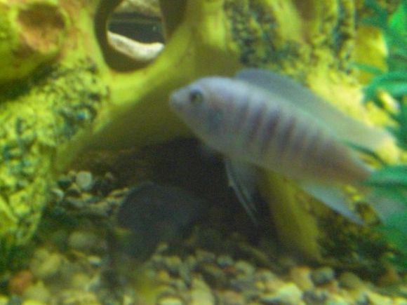 fish tank 043