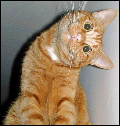 Kitty was watching Pastor Maldonado ruin another GP............