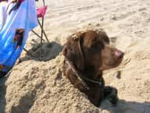 Brutus at the beach