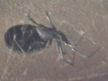 Step 15 Danger Danger Spider