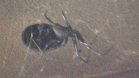 Step 15 Danger Danger Spider