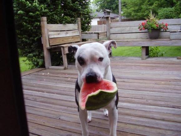 deisel vs water mellon