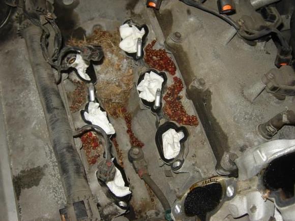 BIG mouse nest and tons of food