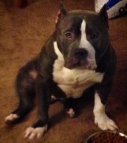 MY AMERICAN BULLY 100% PURE BRED AMERICAN BULLY/APBT , DUAL REGISTERED UKC AND ABKC HIS BLOODLINE IS GOTTILINE AND RAZOR EDGE BUT HIS KENNEL IS ZULLOU KENNELS WHO OWNS THE FAMOUS KANYE WEST WHICH THIS DOG IS 2 X KANYE WEST 
ZULLOUS IMMRTAL ZOE COSTED ME 10K AT 7 MONTHS OLD NOW HES ABOUT 2 YEARS OLD AND I HAVE A REGULAR APBT