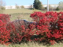 Hiding out behind the bushes fall colors