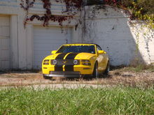 Mustang at Hines