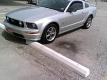 Mustang Pic2