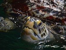 Sea Turtle.