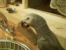 me african gray kola chewin a old loo roll