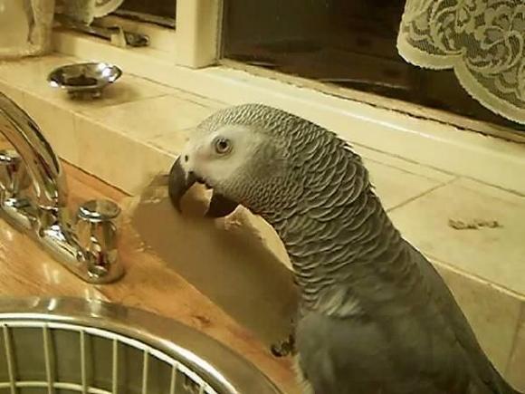 me african gray kola chewin a old loo roll