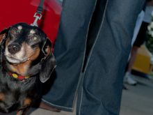 I just ran across this photo of Speedster and me in 2014. She was getting gray. I miss her every day.