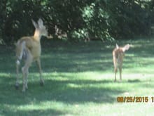 front yard friends; the buck out of frame is INCREDIBLE