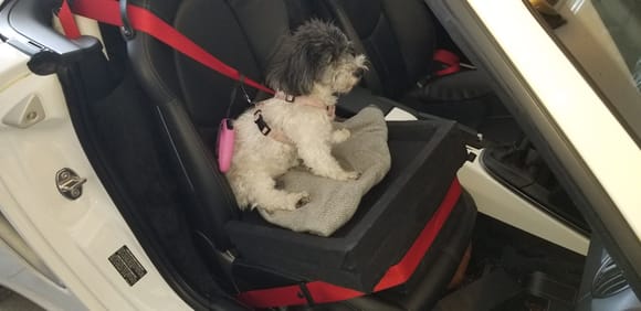 Made doggie booster seat from pink insulating foam with a 1" upholstery foam cushion on top.  My Havanese really appreciated the enhanced experience.
