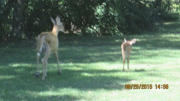 front yard friends; the buck out of frame is INCREDIBLE