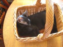 My Best Girl Kitty! 

DORA!