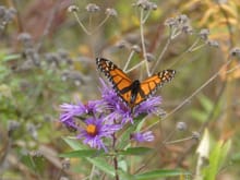 Monarch migration along the pass