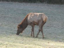 Not too many elk seen this time