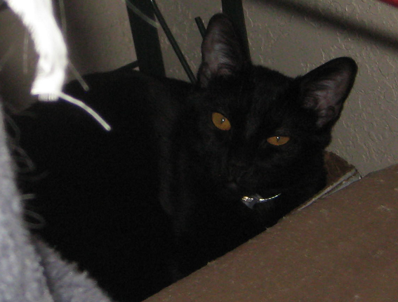 DORA IN HERE CUBICLE BUNK!