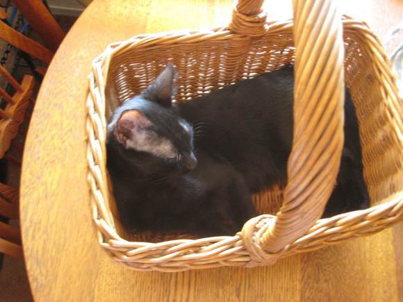 My Best Girl Kitty! 

DORA!