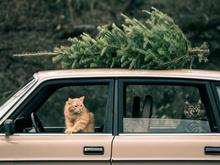Puddy and Merlin bringing home the tree.