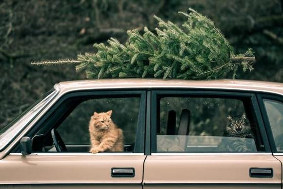 Puddy and Merlin bringing home the tree.