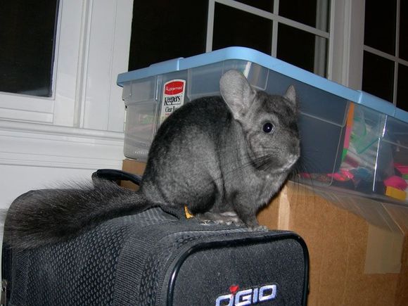 Mallory on gym bag