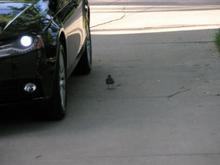 A cute little bird couldn't get enough of the Audi either! He was running around it and under it - it was the craziest thing I have ever seen.