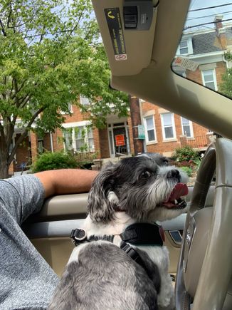 Road dog