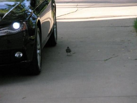 A cute little bird couldn't get enough of the Audi either! He was running around it and under it - it was the craziest thing I have ever seen.