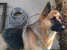 cuda '' my girl