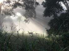 Dawn in pecan grove