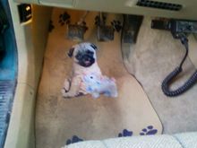 the pug floormats were included......lol and ya gotta love the cb radio