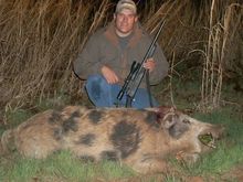 range boar taken with custom 308.