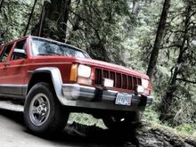 Redwoods
