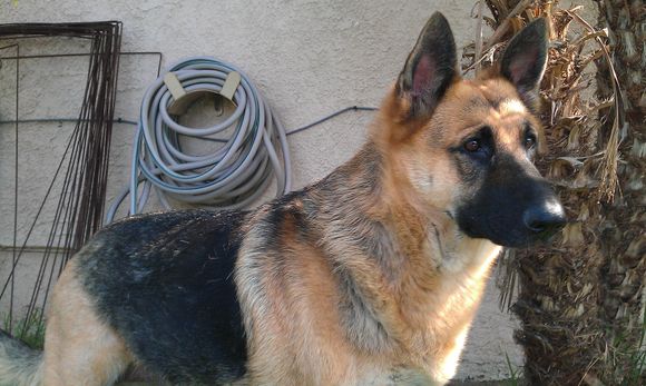 cuda '' my girl